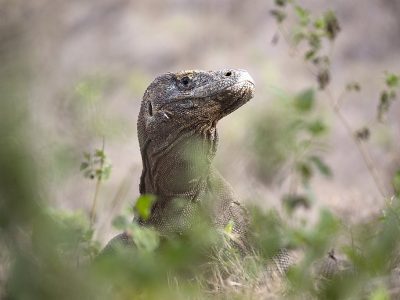 phoca_thumb_l_Komodovaran_i_grnt_milj