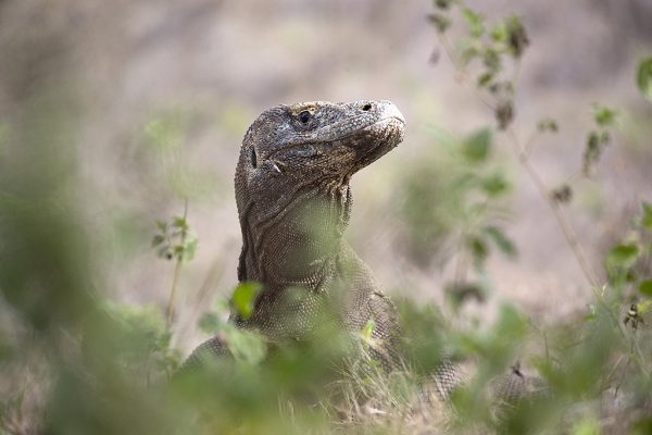 phoca_thumb_l_Komodovaran_i_grnt_milj