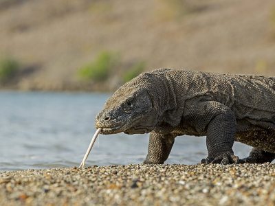phoca_thumb_l_Komodovaran_i_strandkanten8