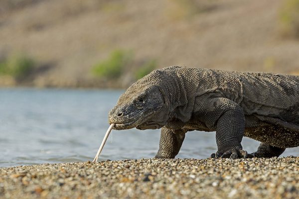 phoca_thumb_l_Komodovaran_i_strandkanten8