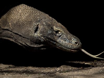 phoca_thumb_l_Komodovaran_i_svart2