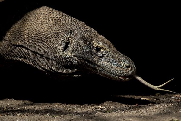 phoca_thumb_l_Komodovaran_i_svart2