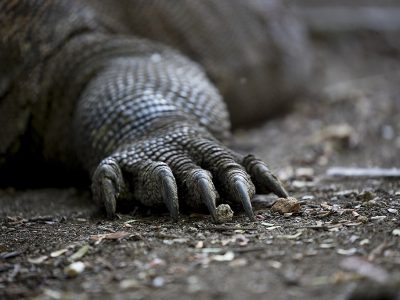 phoca_thumb_l_Komodovaran_klr