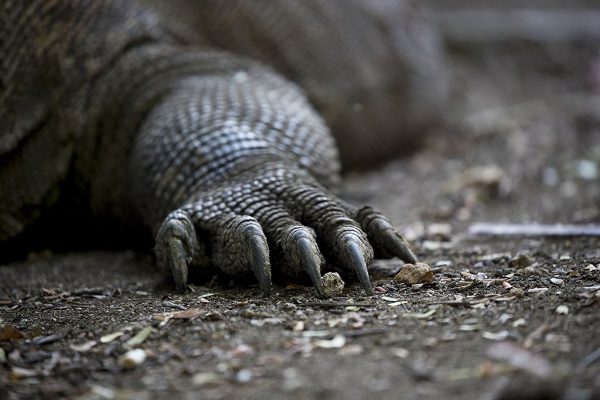 phoca_thumb_l_Komodovaran_klr