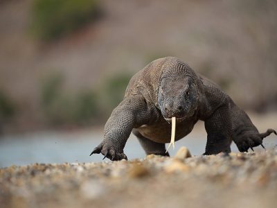 phoca_thumb_l_Komodovaran_lper_rett_i_mot