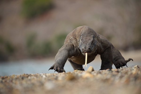 phoca_thumb_l_Komodovaran_lper_rett_i_mot