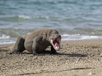 phoca_thumb_l_Komodovaran_med_kjeften_pen4
