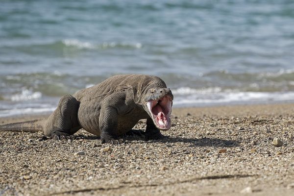 phoca_thumb_l_Komodovaran_med_kjeften_pen4