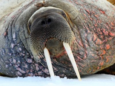 phoca_thumb_l_Kopi_av_Hvalross_portrett3