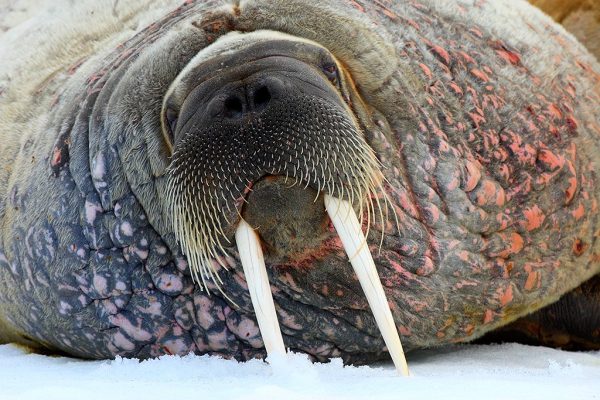 phoca_thumb_l_Kopi_av_Hvalross_portrett3