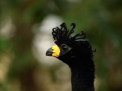phoca_thumb_l_Krllhokko_hann