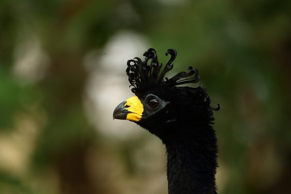 phoca_thumb_l_Krllhokko_hann