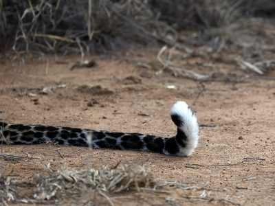phoca_thumb_l_Leopard-hale_Laikipia_B7A9669