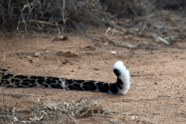 phoca_thumb_l_Leopard-hale_Laikipia_B7A9669
