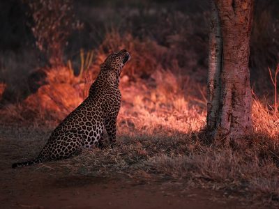 phoca_thumb_l_Leopard_Laikipia_B7A3627