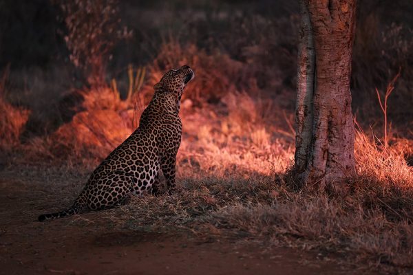 phoca_thumb_l_Leopard_Laikipia_B7A3627