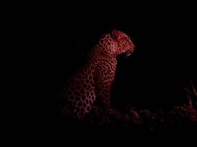 phoca_thumb_l_Leopard_Laikipia_B7A3689