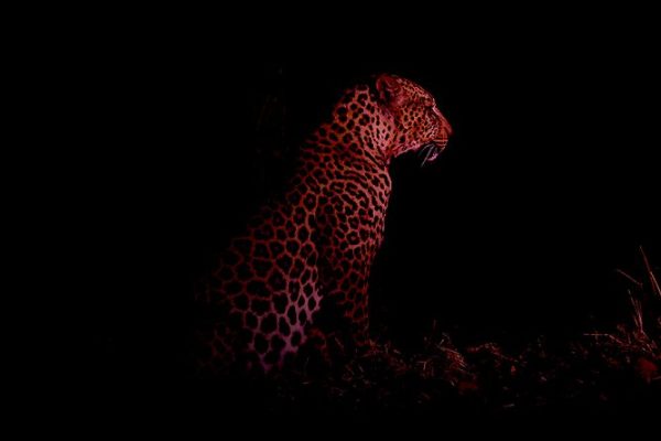 phoca_thumb_l_Leopard_Laikipia_B7A3689