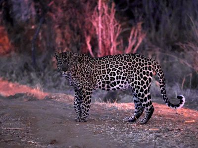 phoca_thumb_l_Leopard_Laikipia_B7A3767