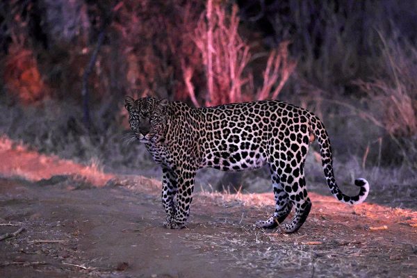 phoca_thumb_l_Leopard_Laikipia_B7A3767