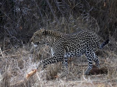 phoca_thumb_l_Leopard_Laikipia_B7A9304