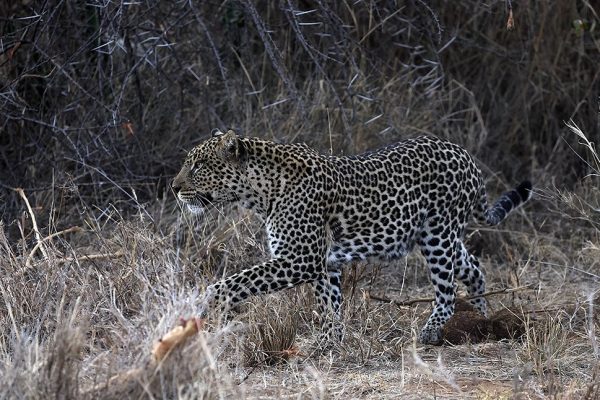 phoca_thumb_l_Leopard_Laikipia_B7A9304