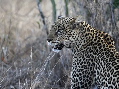 phoca_thumb_l_Leopard_Laikipia_B7A9600