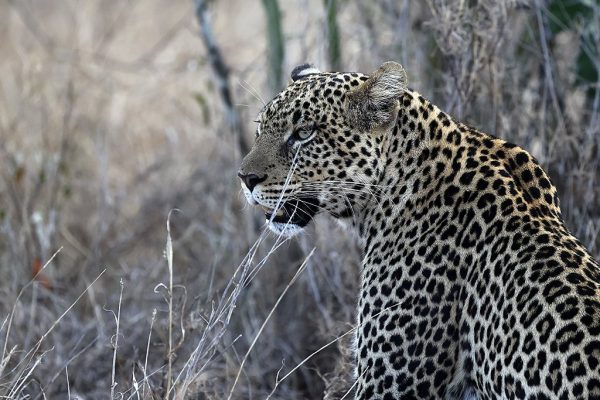 phoca_thumb_l_Leopard_Laikipia_B7A9600