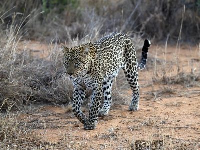 phoca_thumb_l_Leopard_Laikipia_B7A9733