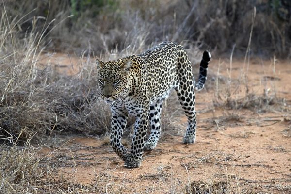 phoca_thumb_l_Leopard_Laikipia_B7A9733