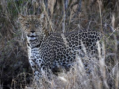 phoca_thumb_l_Leopard_Laikipia_B7A9933