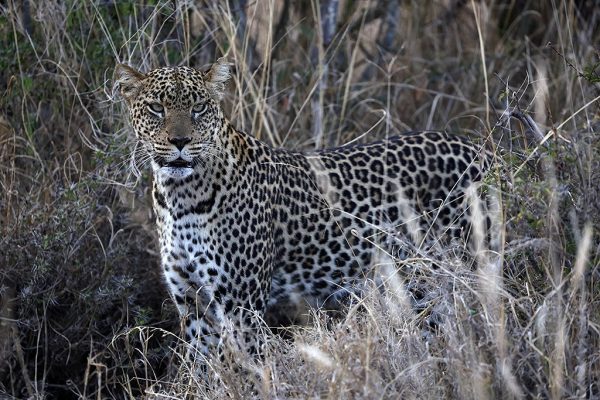 phoca_thumb_l_Leopard_Laikipia_B7A9933