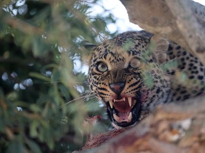 phoca_thumb_l_Leopard_i_tre_B7A7628