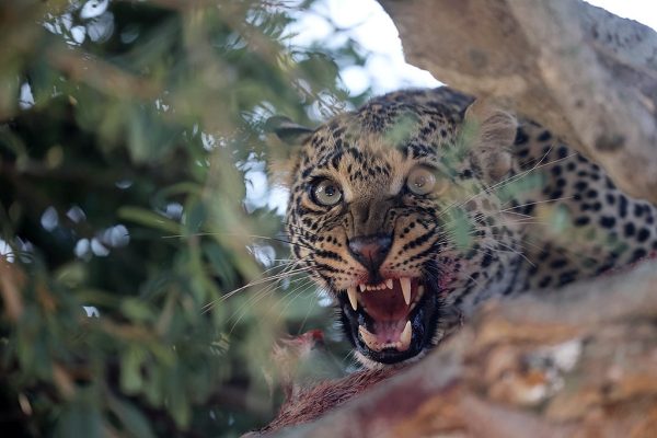 phoca_thumb_l_Leopard_i_tre_B7A7628