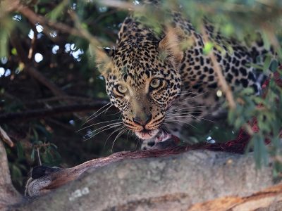 phoca_thumb_l_Leopard_i_tre_B7A8227