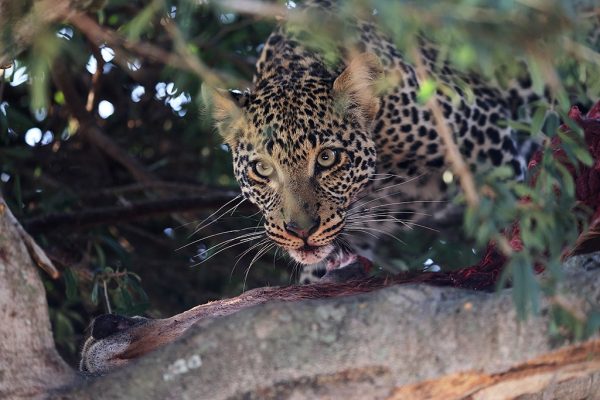 phoca_thumb_l_Leopard_i_tre_B7A8227