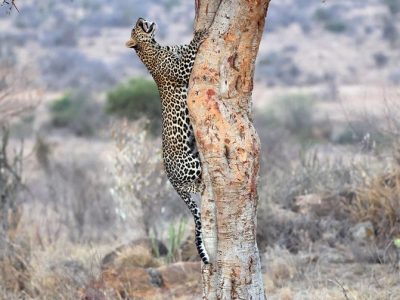phoca_thumb_l_Leopard_i_tre_Laikipia_B7A4439_hykant
