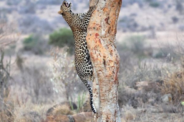 phoca_thumb_l_Leopard_i_tre_Laikipia_B7A4439_hykant