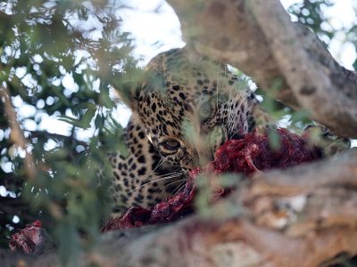 phoca_thumb_l_Leopard_spiser_B7A7855