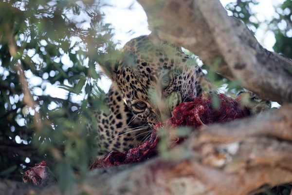 phoca_thumb_l_Leopard_spiser_B7A7855
