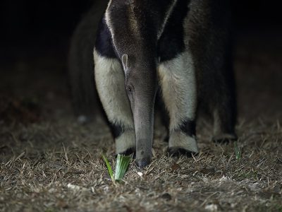 phoca_thumb_l_Maursluker_forfra