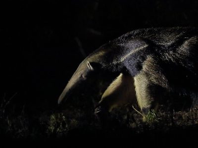 phoca_thumb_l_Maursluker_naturlig_lys