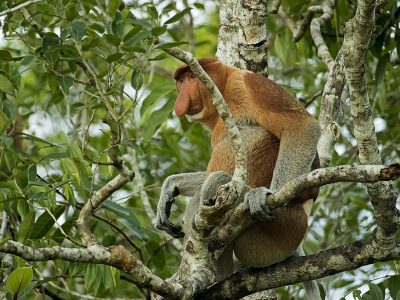 phoca_thumb_l_Neseape_gamlefar_i_treet