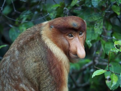 phoca_thumb_l_Neseape_portrett