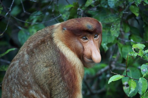 phoca_thumb_l_Neseape_portrett