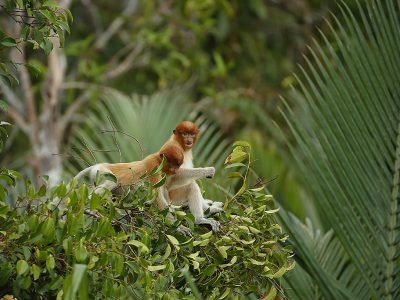 phoca_thumb_l_Neseape_to_ungdommer