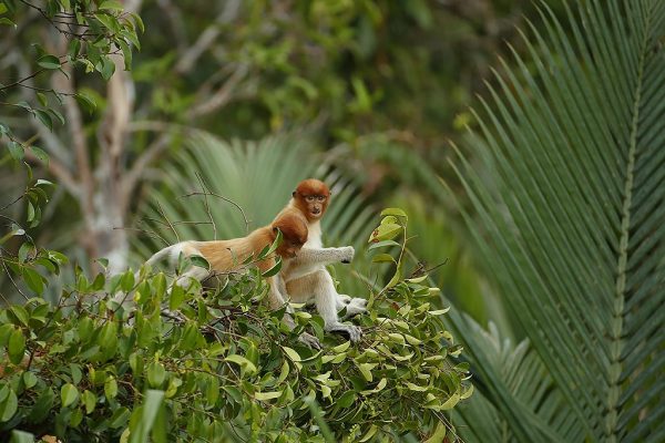 phoca_thumb_l_Neseape_to_ungdommer
