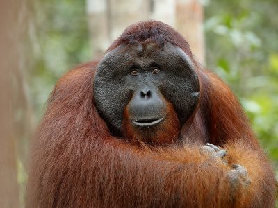 phoca_thumb_l_Orangutang_King_Carlos3