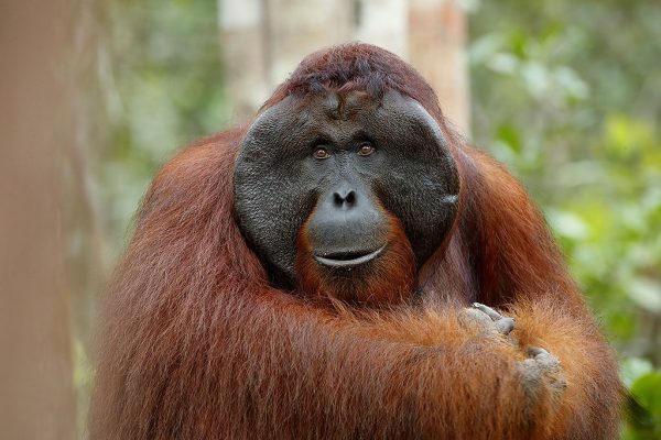 phoca_thumb_l_Orangutang_King_Carlos3