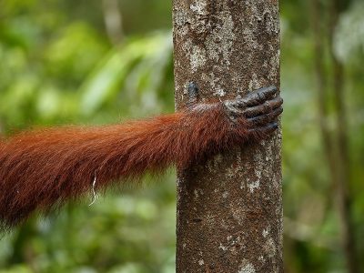 phoca_thumb_l_Orangutang_hnd_i_skogen